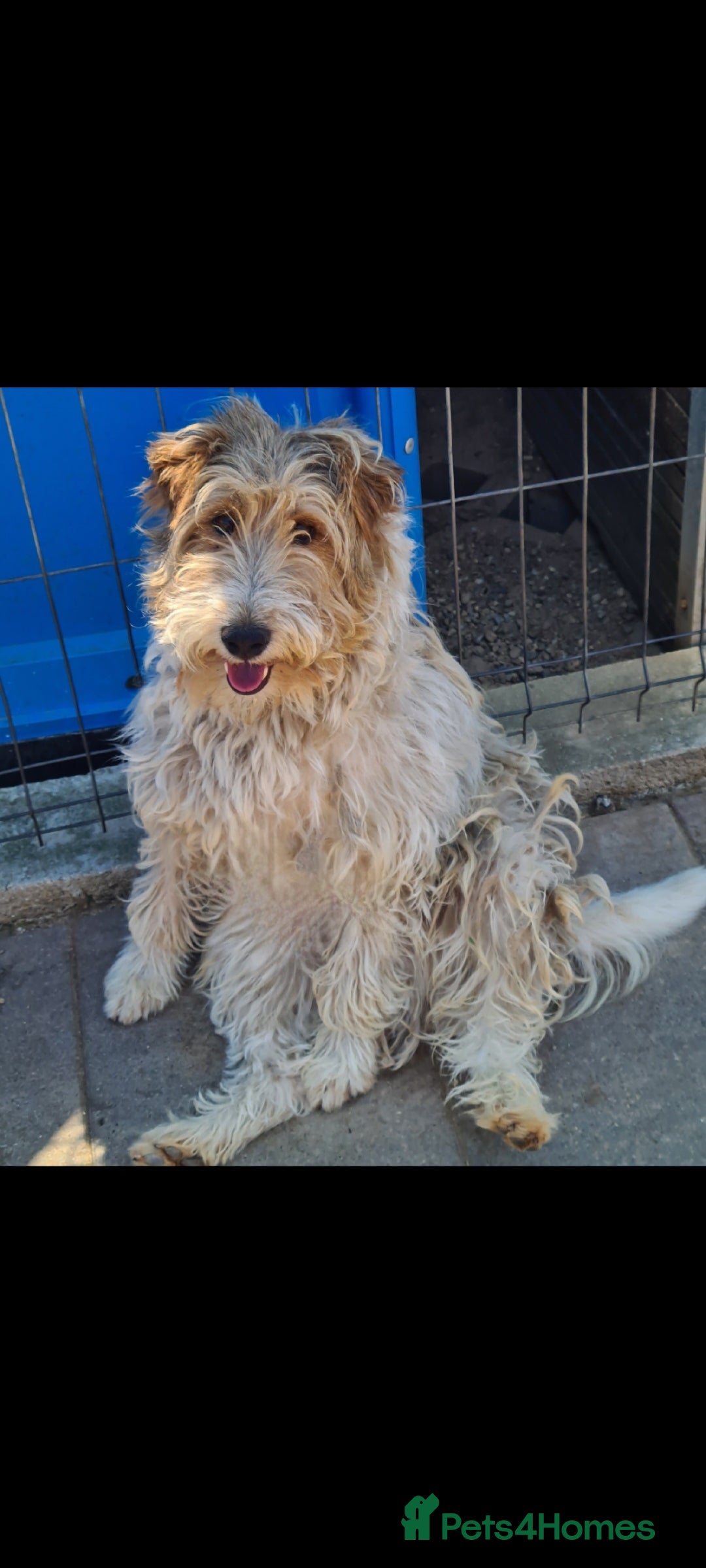 Fox Terrier dogs for adoption: Boris, fox terrier  - Image 4