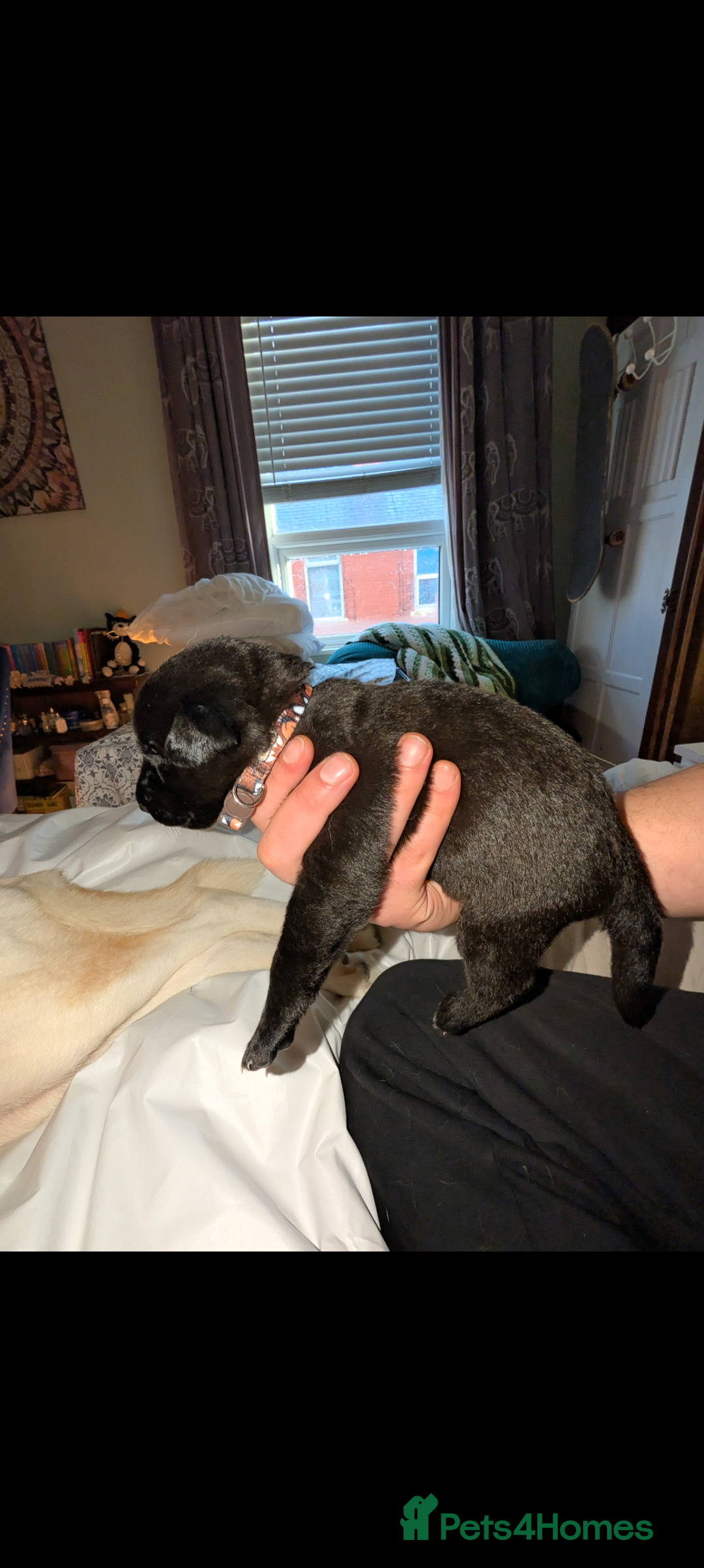 Mixed Breed dogs for sale: Gerhusky kelpie Labrador mix - Advert 18