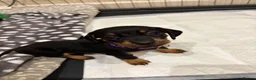 Dachshund dogs for sale: Dachshund puppies  - Advert 15
