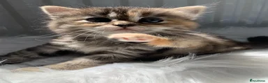 Perdoll 2 🐾 Tabby Girl 1 