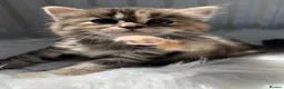 Perdoll cats for sale: 💕Beautiful BlueEyed Perdoll Kittens Ready Now 💕 - Advert 12