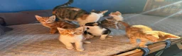 Mixed Breed cats for sale: 4 ginger males and 1 black and white female in Manchester - Advert 5