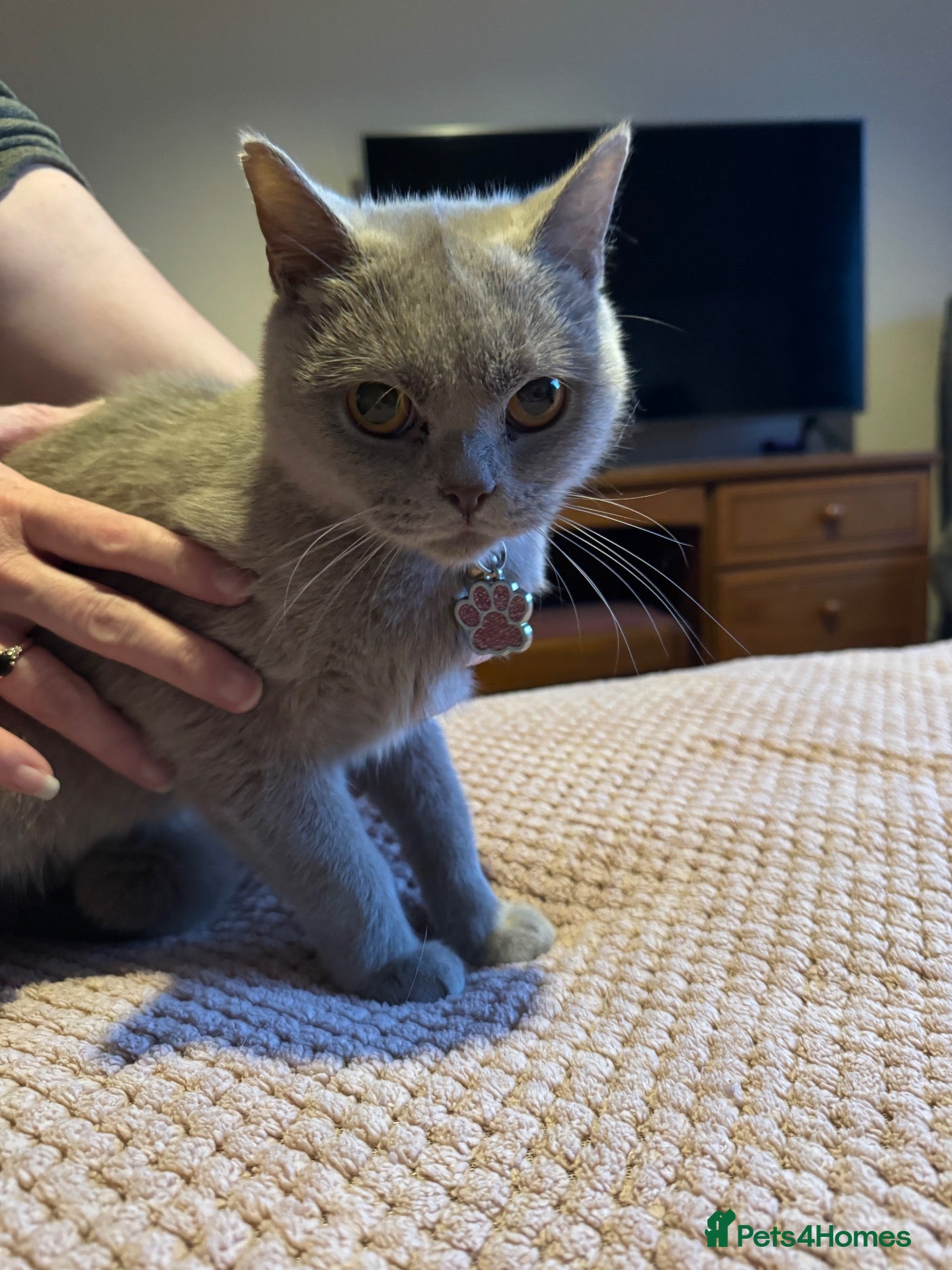 British Shorthair cats for sale: British shorthair lilac female  - Advert 2
