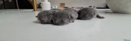 British Shorthair cats for sale: Stunning British Short Hair Kittens  - Advert 2