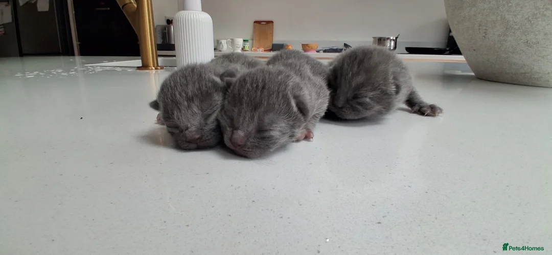 British Shorthair cats for sale: Stunning British Short Hair Kittens  - Advert 2