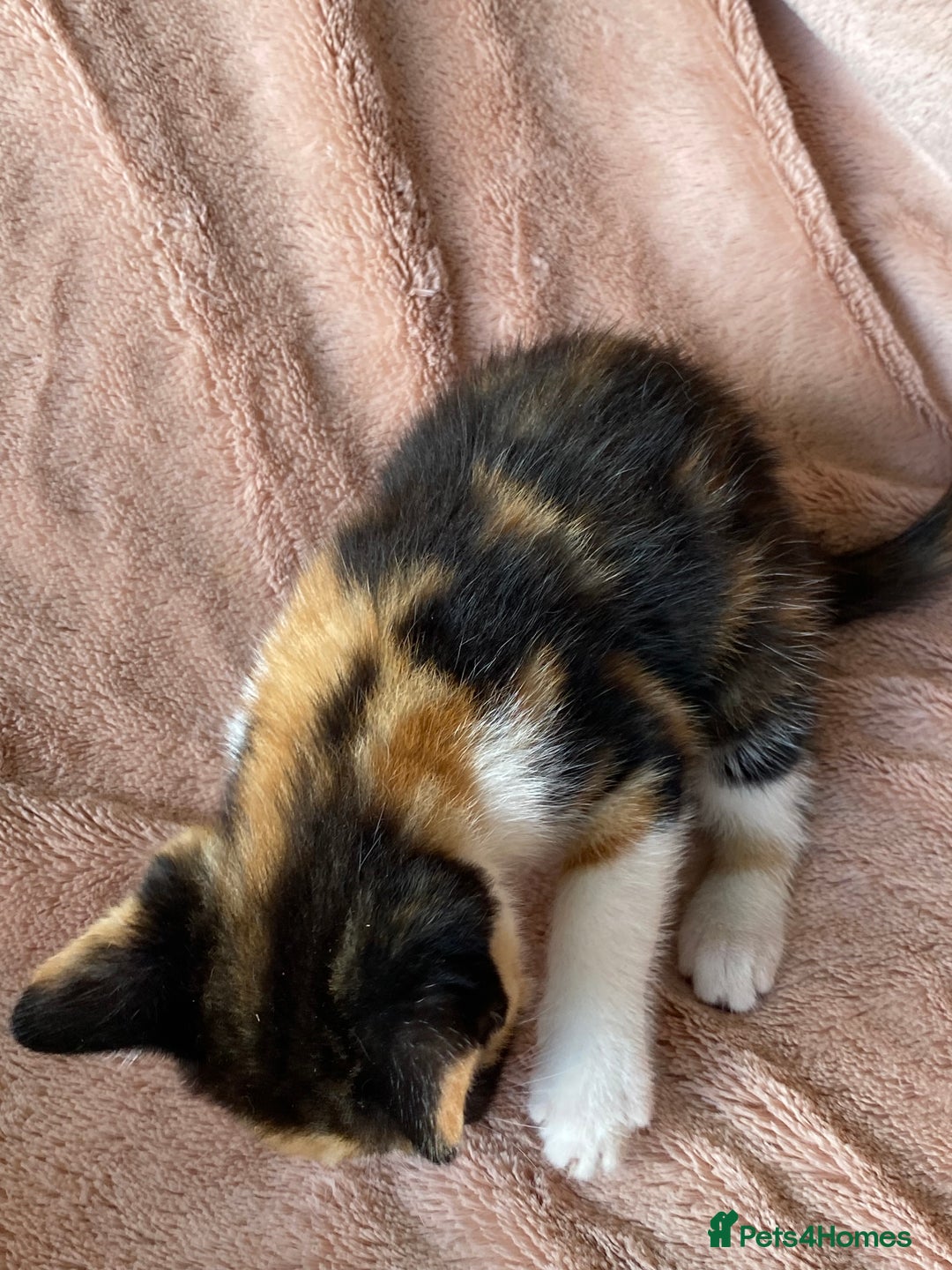 British Shorthair cats for sale: 4 British short hair kittens left Calico girls - Image 6