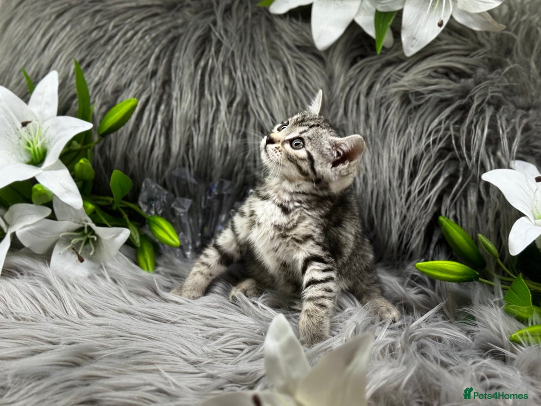 Egyptian Mau cats for sale: Exceptional Egyptian Mau & Bengal Kittens TICAreg - Image 8