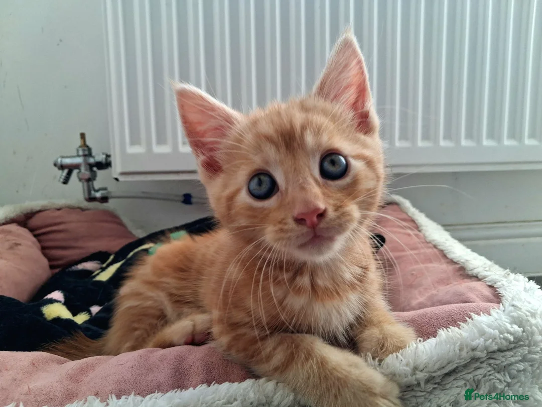 Maine Coon cats for sale: 4 maincoon babies  - Advert 2