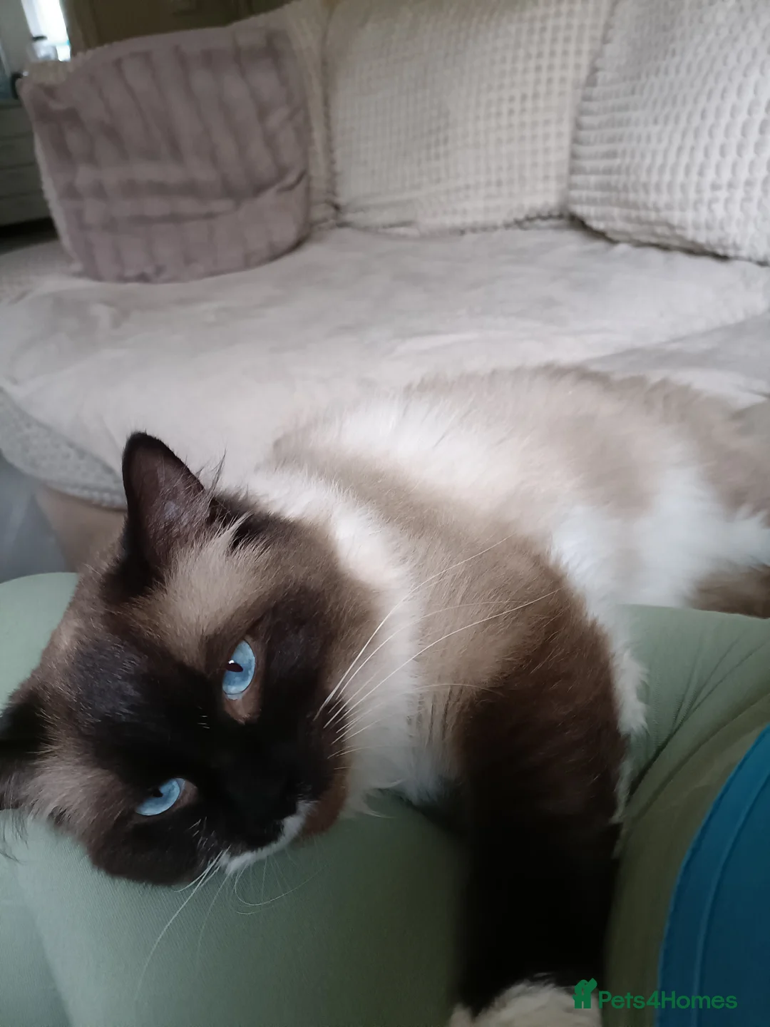 Ragdoll cats for stud: Beautiful Ragdoll male in Telford - Advert 6