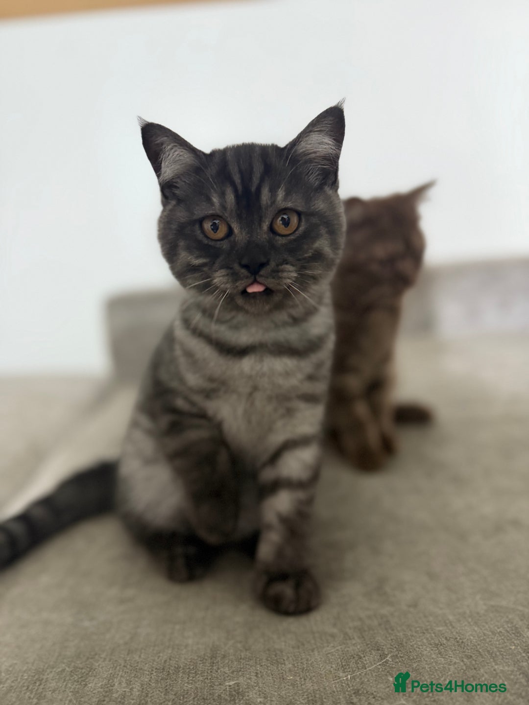 British Shorthair cats for sale: BSH x SF show quality kittens (REDUCED) - Image 37