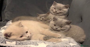 British Shorthair cats - Advert 1