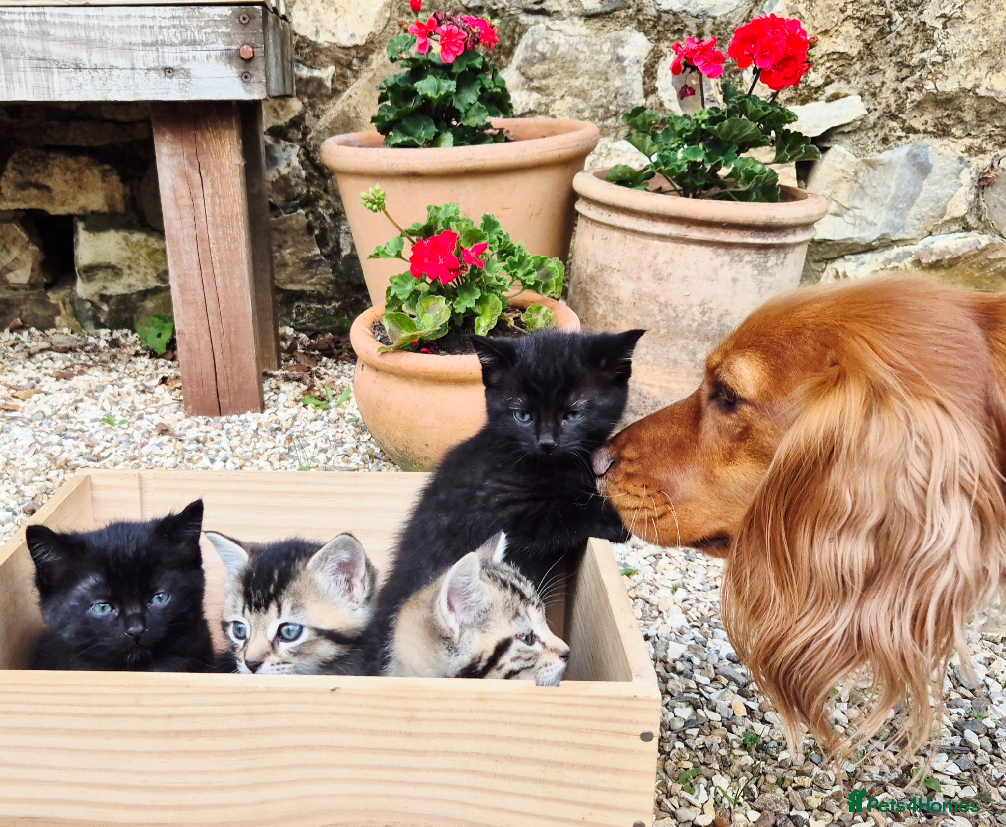 Mixed Breed cats for sale: Gorgeous Kittens for sale - Advert 4