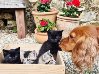 Mixed Breed cats 1 Tabby & 2 Black Male Kitten still available - Advert 10
