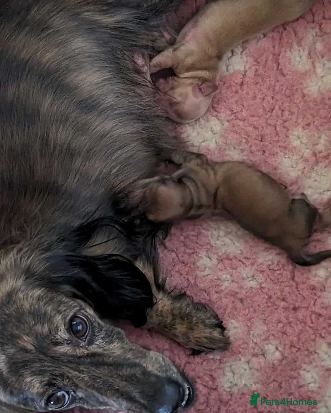 Miniature Dachshund dogs for sale: Gorgeous Miniature Dachshunds Puppies - Image 5
