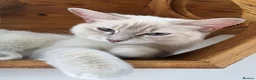 Ragdoll cats for sale: Lilac Lynx Ragdoll Aristocats  - Advert 3