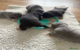 French Bulldog dogs for sale: Exclusive French Bulldog Puppies - Image 5