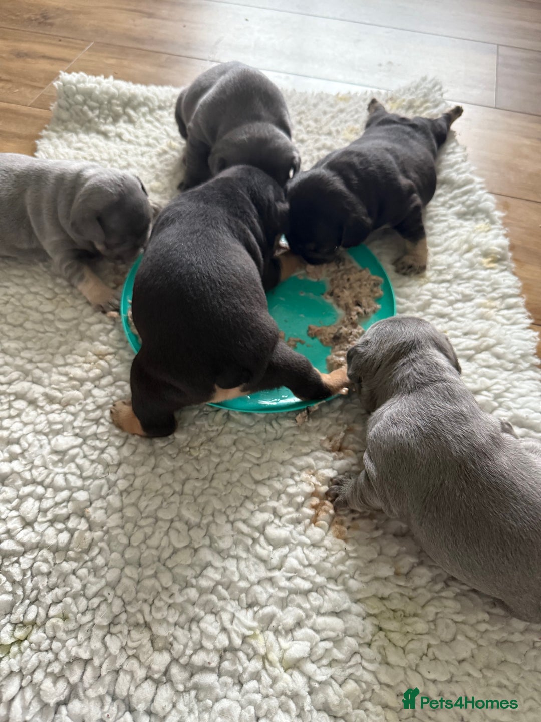 French Bulldog dogs for sale: Exclusive French Bulldog Puppies - Image 5