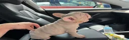 French Bulldog dogs for sale: Caramel PINK French bulldog - Advert 7