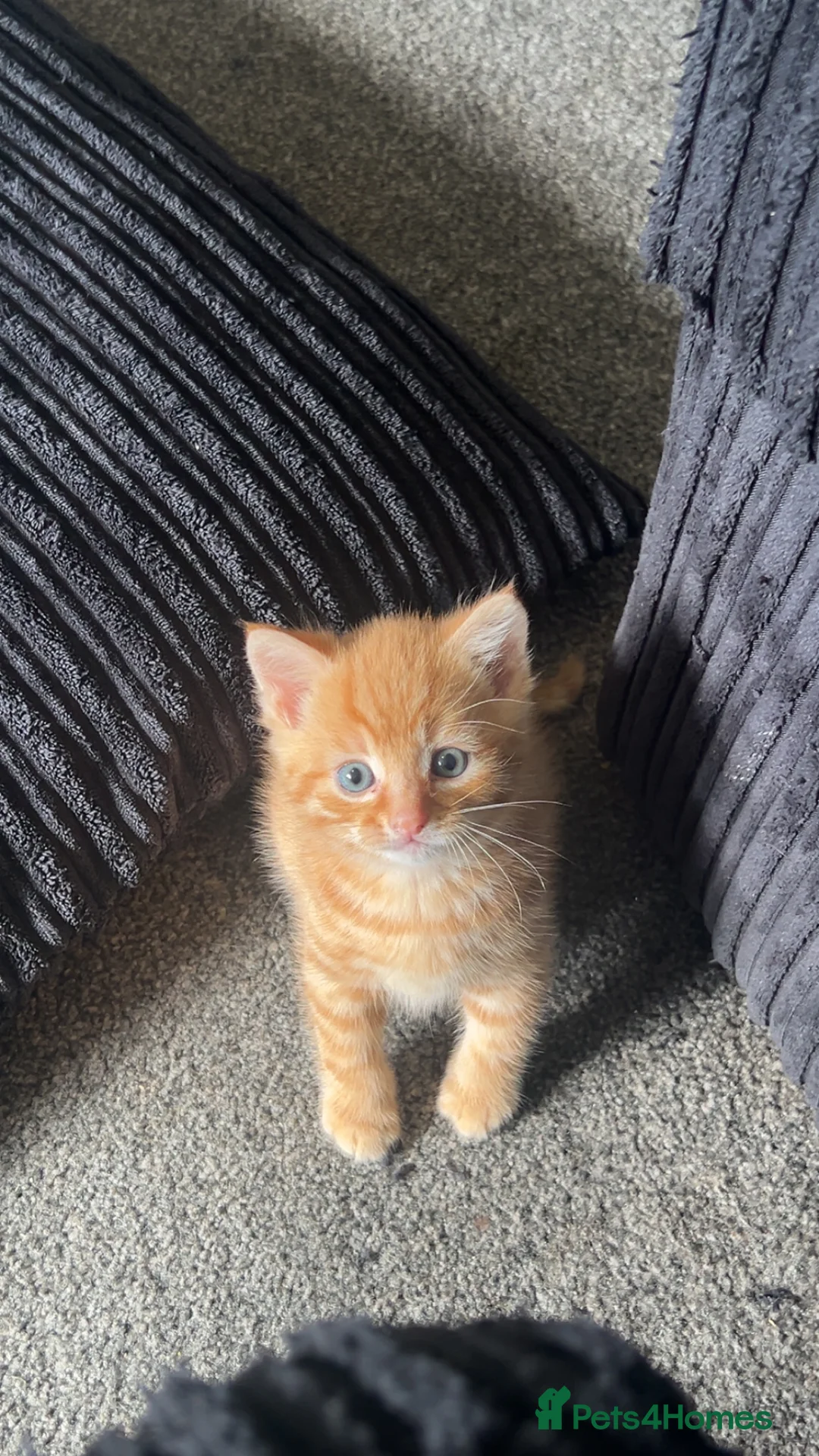 Mixed Breed cats for sale: 🐾🧡 x2 Adorable Ginger Toms 🧡🐾 - Advert 2