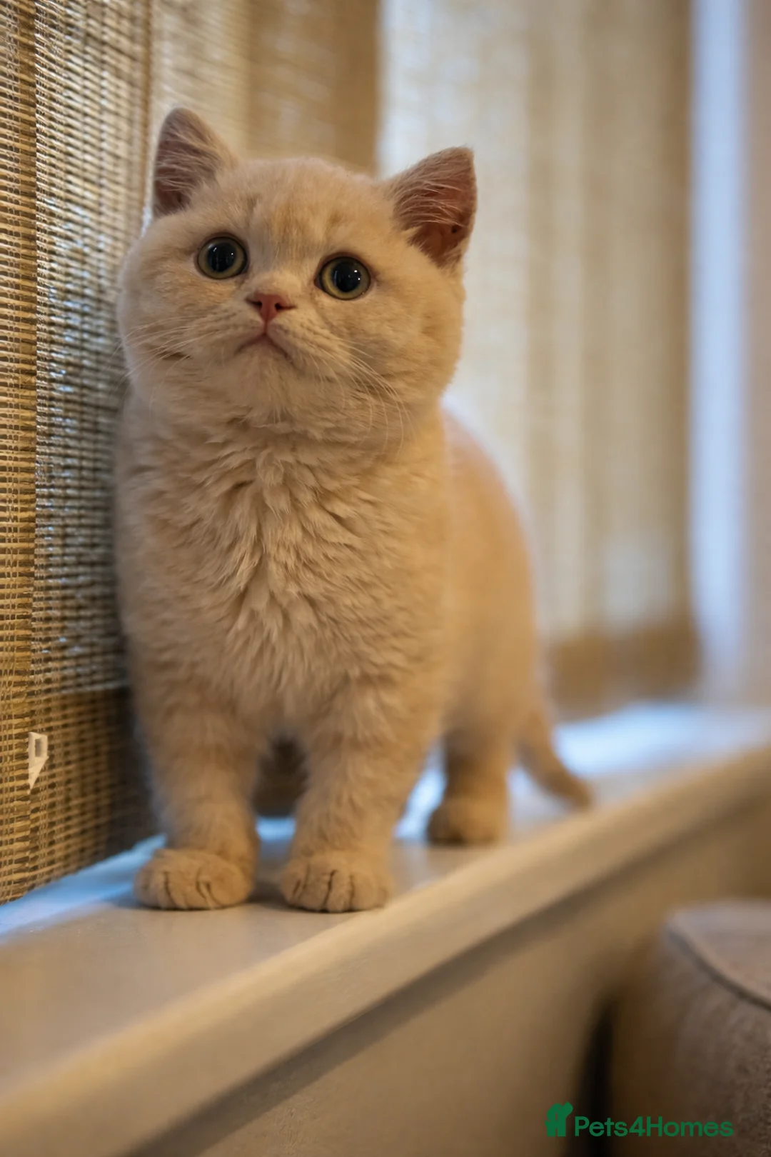 British Shorthair cats for stud: GCCF/TICA GCB Lines Chocolate BSH stud.  in Bromsgrove - Advert 4