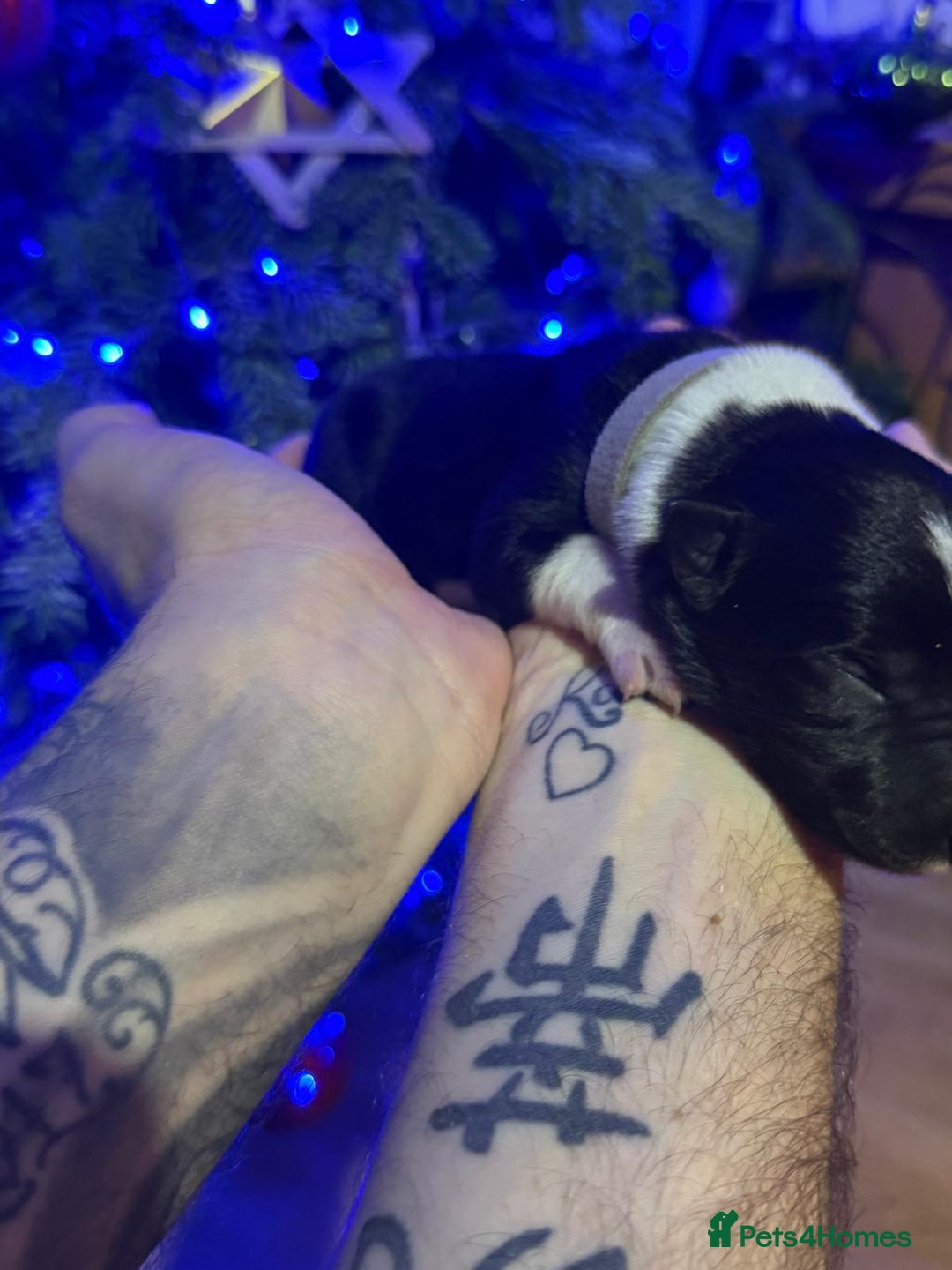 Border Collie dogs for sale: Family Raised Border Collie Pups  - Advert 18