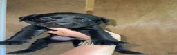 Labrador Retriever dogs for sale: Champion Labrador retriever puppies  - Advert 7