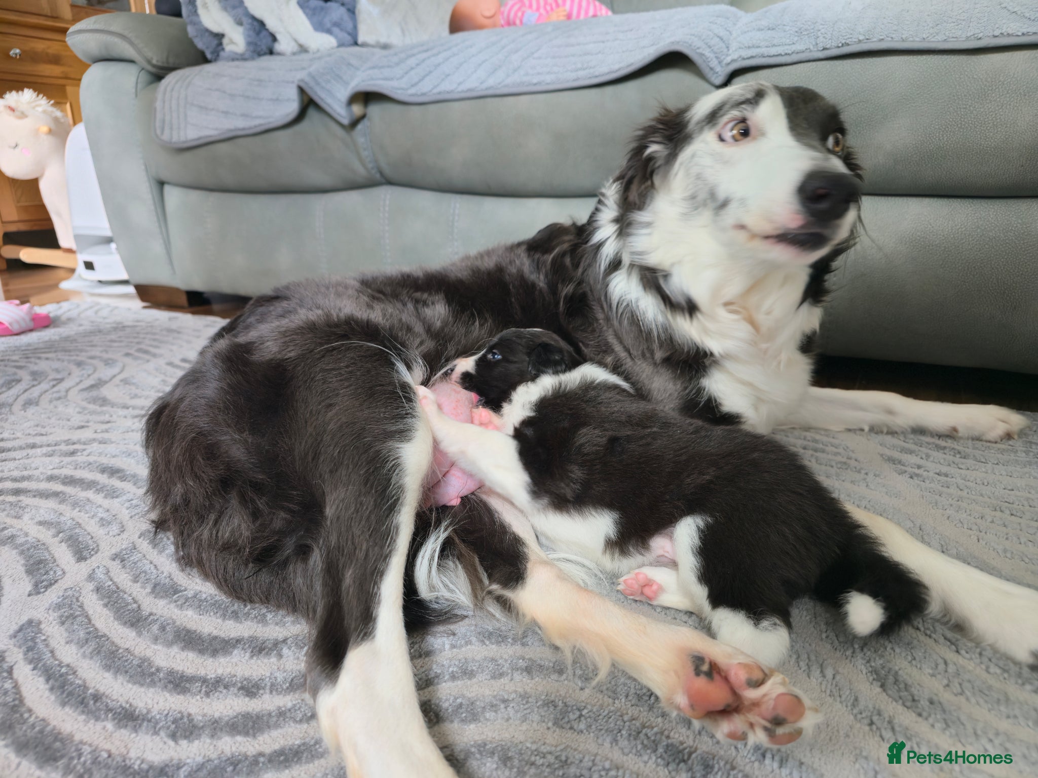 Border Collie dogs Stunning KC Registered Border Collie Puppy🐾 - Advert 2