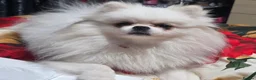 Pomeranian dogs for sale: 1 White beautifull teddy bear pomeranian  in Rochdale - Advert 10