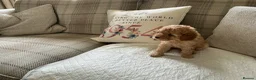 Maltipoo dogs for sale: 4 beautiful maltipoo puppies for sale - Advert 9