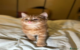 Mixed Breed cats for sale: Gorgeous fluffy kittens  - Advert 2