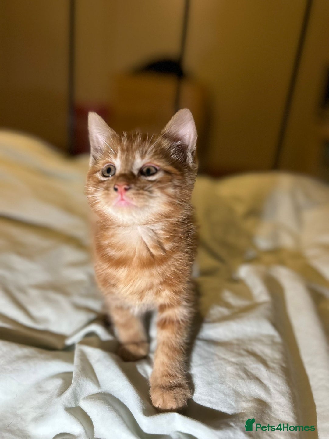 Mixed Breed cats for sale: Gorgeous fluffy kittens  - Advert 2