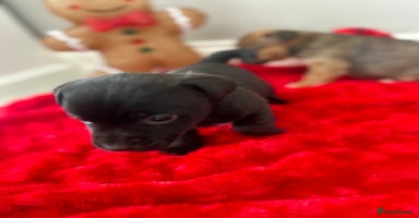 Jack Russell dogs 🐾 Jack Russell Puppies – Ready Now! 🐾 - Advert 10