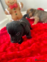 Jack Russell dogs 🐾 Jack Russell Puppies – Ready Now! 🐾 - Advert 2