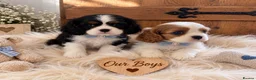 Cavalier King Charles Spaniel dogs for sale: 5* Licensed RKC H/T Gorgeous Cavalier KC - Advert 20