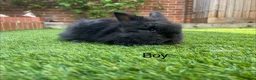 Lionhead rabbits for sale: Mini double maned lionheads and mini lops  - Advert 3