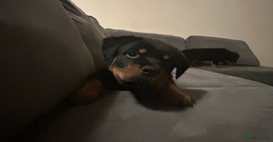 Rottweiler dogs - Advert 9