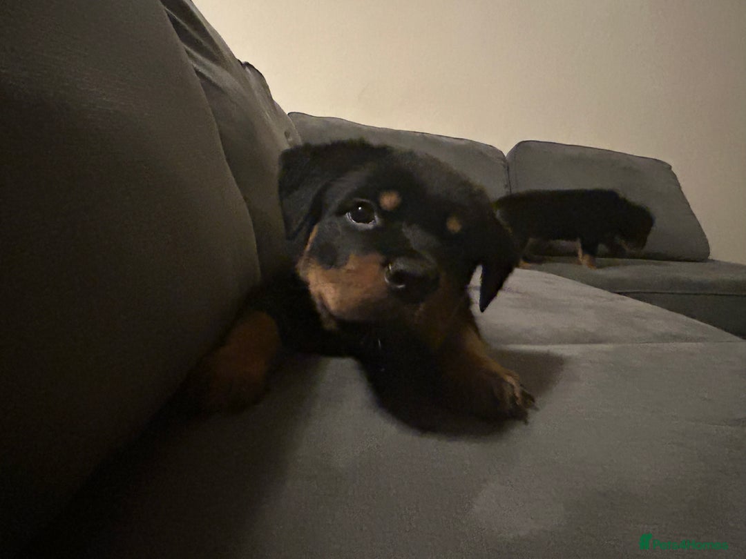 Rottweiler dogs for sale: Chunky Rottweilers for Sale - Image 3