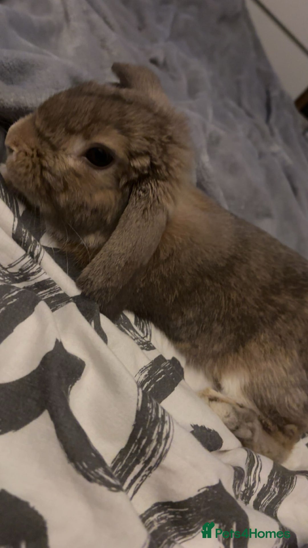 Mini Lop rabbits for sale: Mini lop male rabbit for sale 🤍 - Advert 1