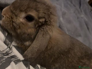Mini Lop rabbits Mini lop male rabbit for sale 🤍 - Advert 1