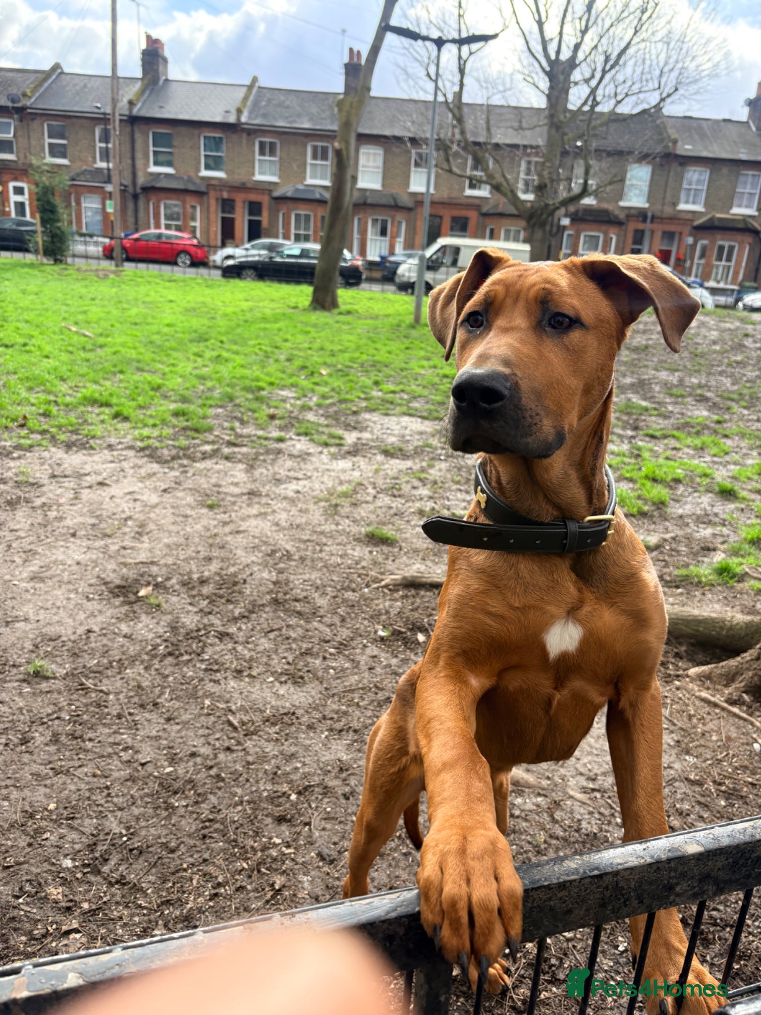 Mixed Breed dogs Creed & Kane  - Advert 1