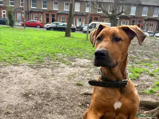 Mixed Breed dogs Creed & Kane - Advert 1