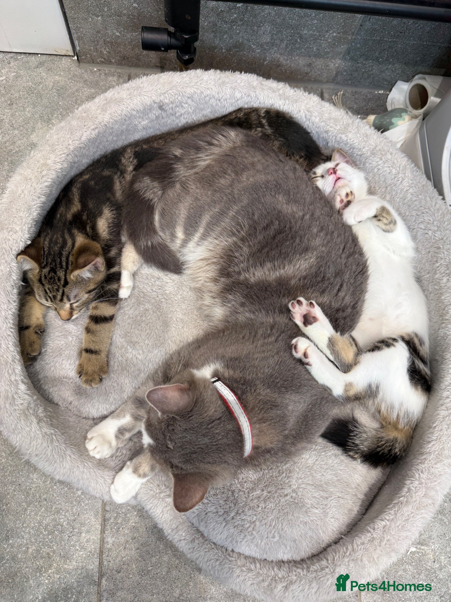 Mixed Breed cats 2 adorable kittens available  - Advert 2