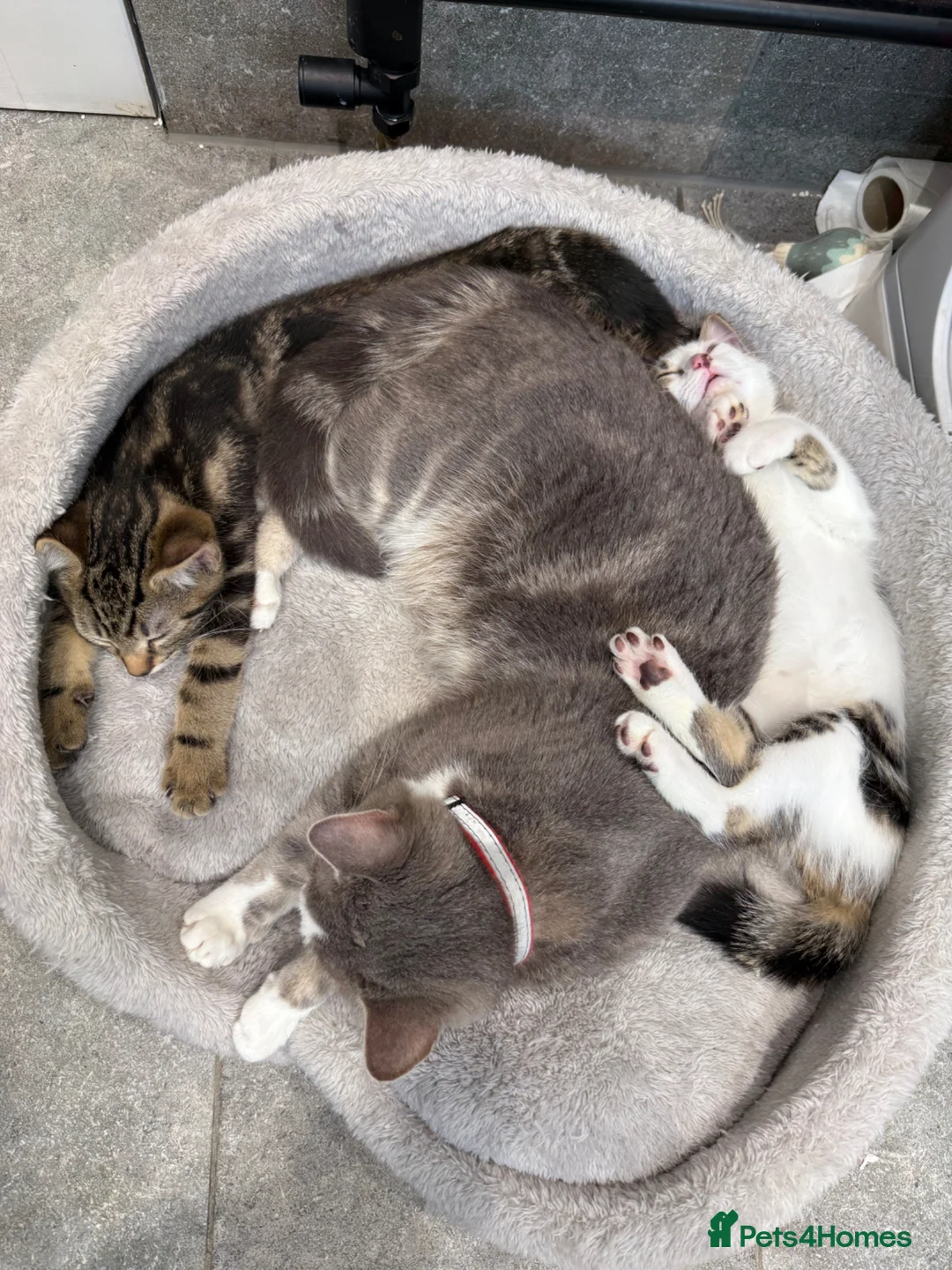 Mixed Breed cats for sale: 2 adorable kittens available  in Gateshead - Advert 1