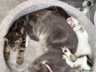 Mixed Breed cats 2 adorable kittens available - Advert 7