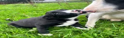 Border Collie dogs for sale: 2 beautiful male Border Collie puppies for sale - Advert 4