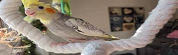 Cockatiels birds for sale: 2 Hand tame baby cockatiels available.  - Advert 8