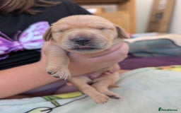 Springador dogs for sale: Beautiful Springador Puppies - Image 9
