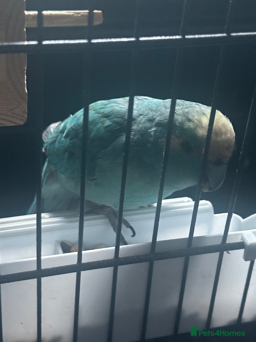 Parakeets birds for sale: Male kakariki  - Image 3