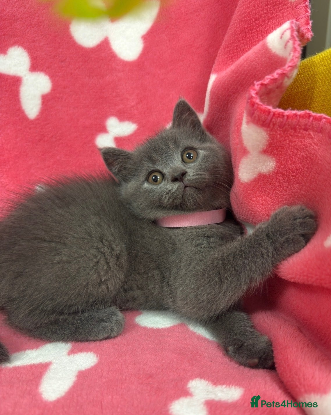 British Shorthair cats     British Shorthair Kittens – 3 Beautiful Girls - Advert 1