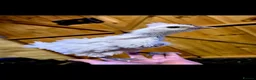 Chickens poultry for sale: Silkie/polish including frizzles  - Advert 7